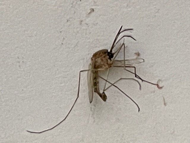 Mosquito